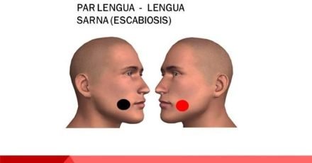 par lengua lengua