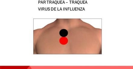 Par Traquea-Traquea