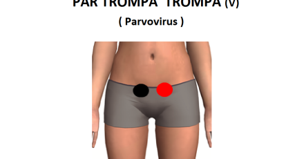 par trompa a trompa