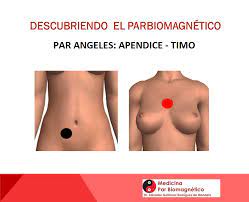 Descubriendo el Par Ángeles: Apéndice-Timo en el Biomagnetismo par apéndice timo