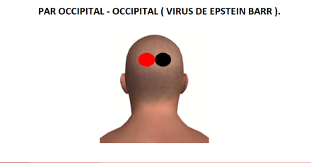 Par OCCIPITAL - OCCIPITAL